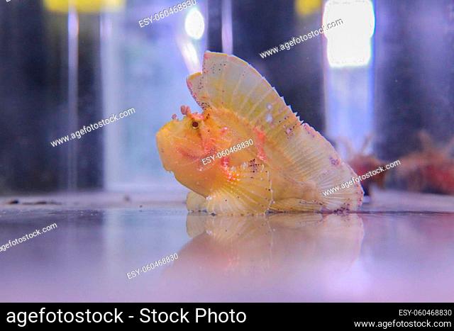 Scorpaena scrofa yellow floats in the aquarium. High quality photo
