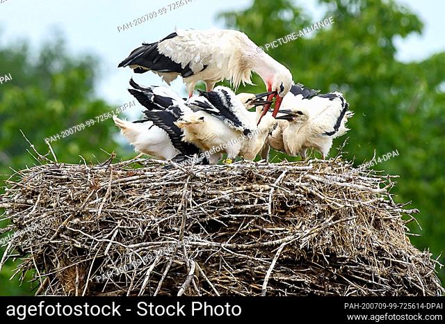 08 July 2020, Saxony-Anhalt, Loburg: White stork ""Nobbi"" feeds his chicks in his nest on the stork farm. In Saxony-Anhalt the first young storks of this...