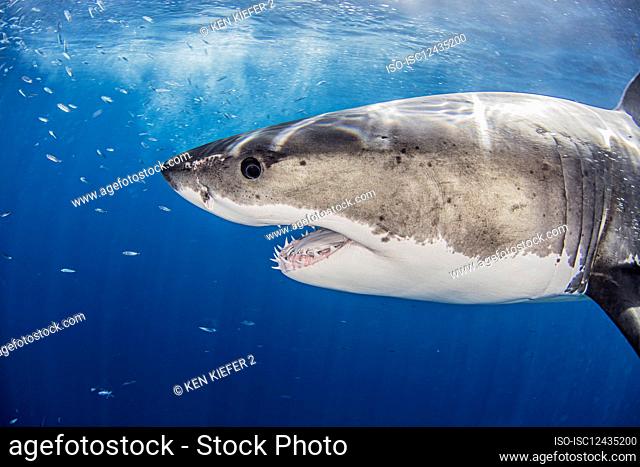Mexico, Guadalupe Island, Great white shark (Carcharodon carcharias) in sea