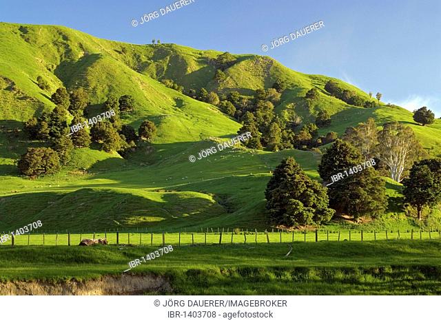 Green rolling farmland near Castlepoint, Wellington in the southern part of the North Island of New Zealand