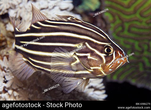Six-lined soapfish (Grammistes sexlineatus), Red Sea, Aqaba, Kingdom of Jordan