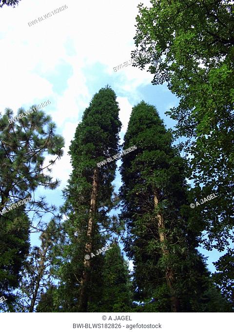 incense cedar, Californian white cedar Calocedrus decurrens 'Fastigiata', Calocedrus decurrens Fastigiata, tree tops