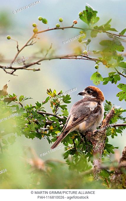 Woodchat Shrike (Lanius senator), male perched in hedgerow, Bavaria, Germany | usage worldwide. - /Bayern/Germany