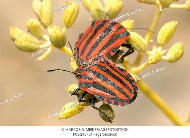 Shield Bug (Graphosoma lineatum)