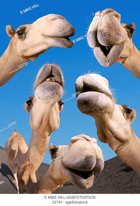 Arabian Camels