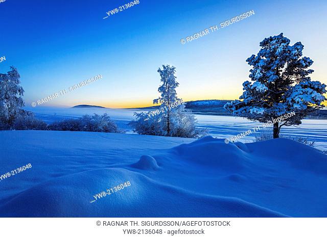 Snow covered trees in extreme cold temperatures, Lapland, Sweden