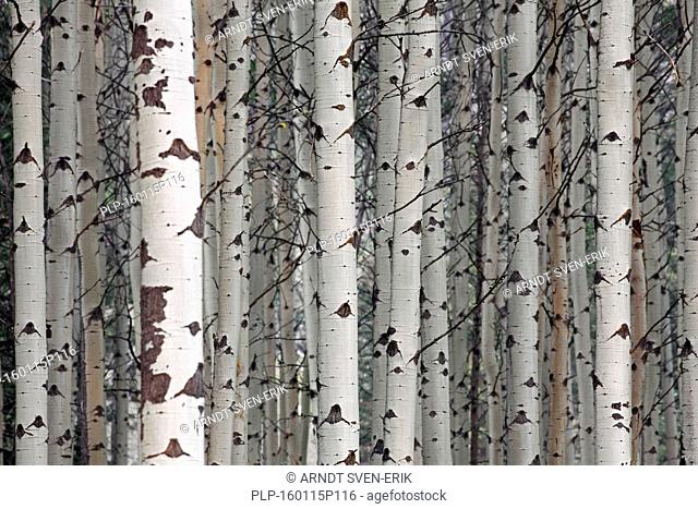 Quaking aspen / trembling aspen (Populus tremuloides), detail of tree trunks in forest, native to North America and Canada