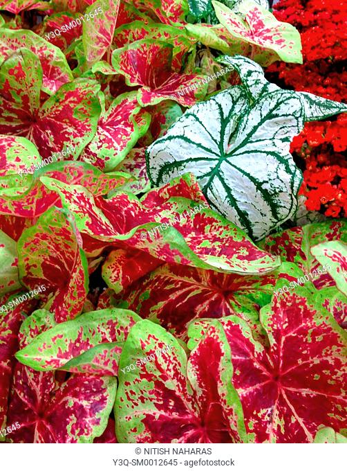 Standing out in a crowd - Caladium foliage