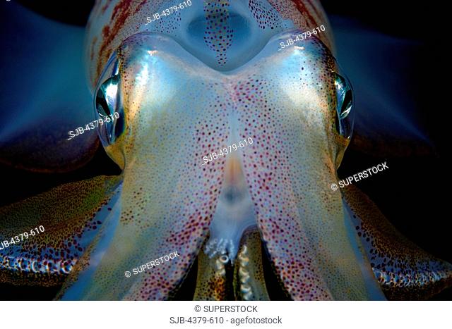Close-up view of a bigfin reef squid Sepioteuthis lessoniana, in the Maldives