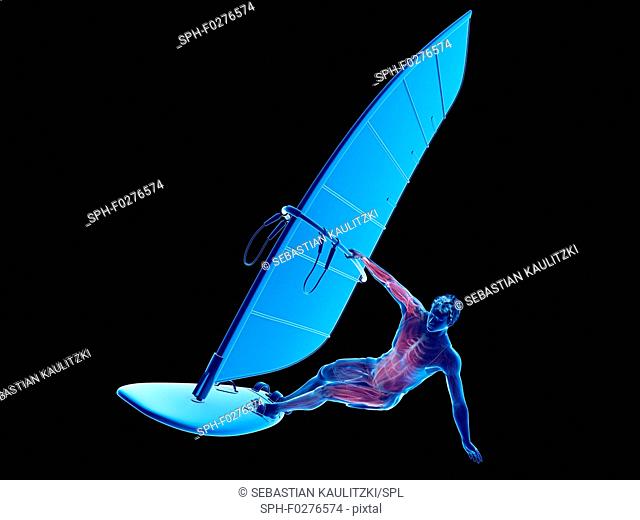 Windsurfer's muscle anatomy, illustration