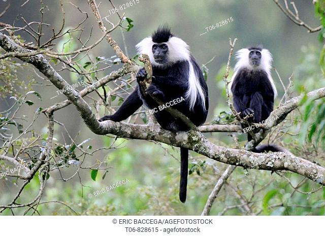 Eastern black and white colobus monkey (Colobus guereza) Nyunguwe National Park, Rwanda, Africa