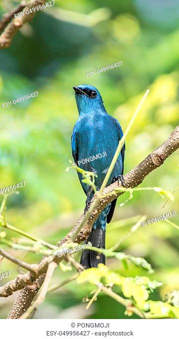 Bird (Verditer Flycatcher, Eumyias thalassinus) blue on all areas of the body, except for the black eye-patch and grey vent perched on a tree in a wild