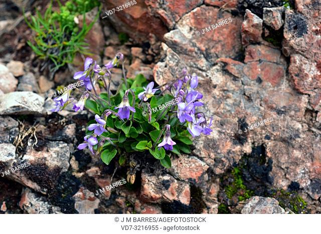 Early dog-violet (Viola reichenbachiana) is a perennial herb native to Europe. This photo was taken in Somiedo Natural Park, Asturias, Spain