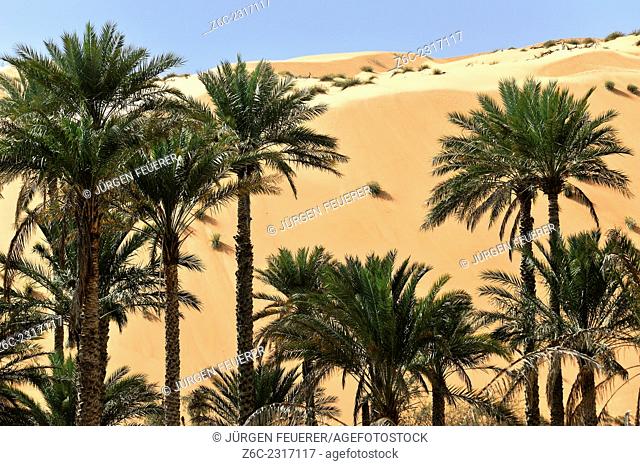 Green gardens with palms border directly to the desert, Al-Hawiyah, Oman