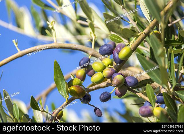 Tuscan olive tree, olives in various stages of ripening, soft focus background
