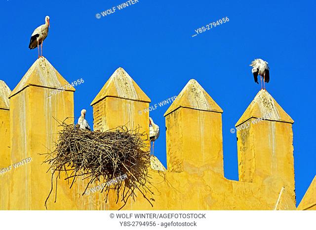 Stork(s) at the Battlements of the wall of the King's Palace, Fes, Middle Atlas, Morocco