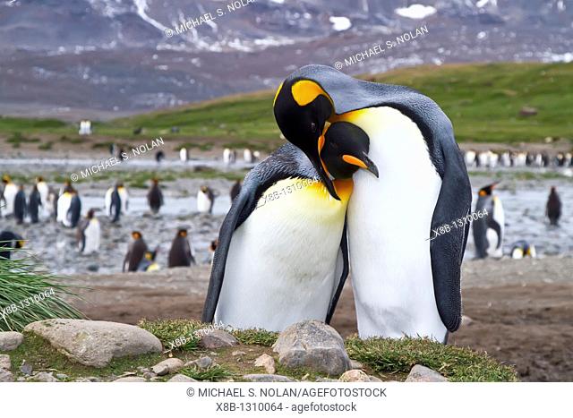 King penguin courtship behavior Aptenodytes patagonicus at the breeding and nesting colony at Salisbury Plains, Bay of Isles on South Georgia Island