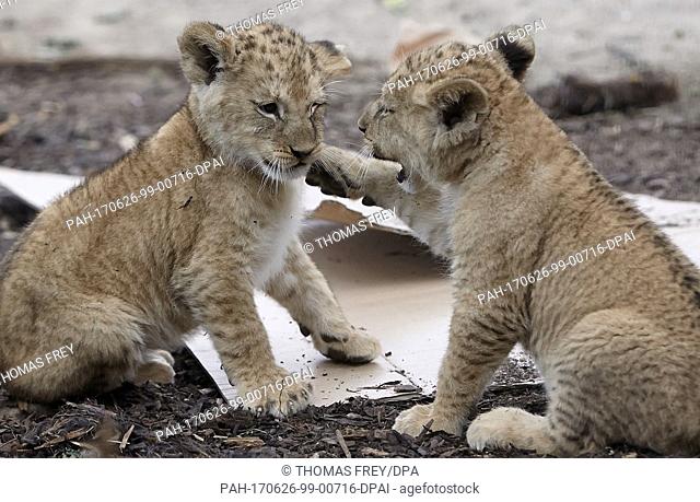The barbary lion cubs which were born on the 19th of April can be seen at the zoo in Neuwied, Germany, 26 June 2017. On the whole world there are only around...