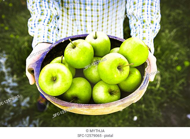 Farmers hands with freshly harvested green apples