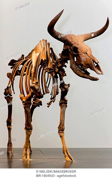 Aurochs skeleton
