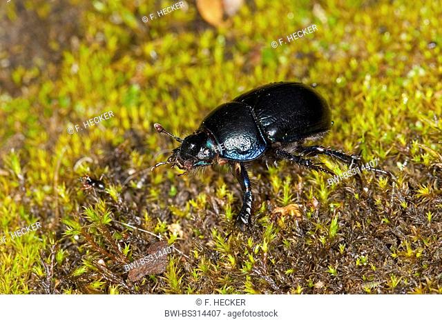 Common dor beetle (Anoplotrupes stercorosus, Geotrupes stercorosus), sitting on moss, Germany