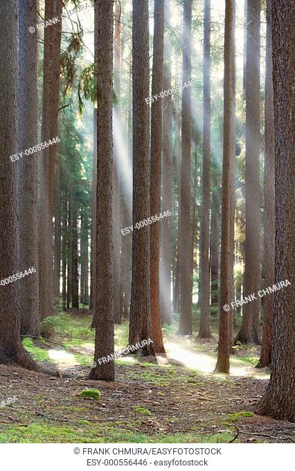 autumn forest scene with sun rays shining through branches