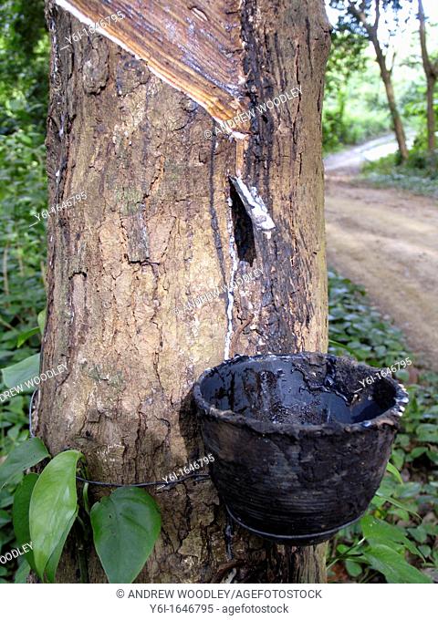 Rubber tree tapped to collect latex sap in bowl Ko Muk island Thailand