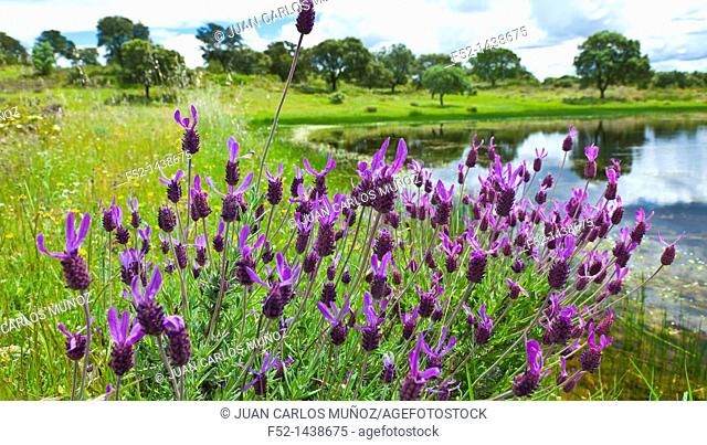 Lavender (Lavandula stoechas), Monfrague National Park, Caceres, Extremadura, Spain, Europe