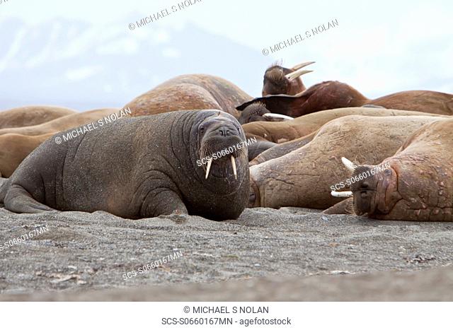 Adult male walrus Odobenus rosmarus rosmarus hauled out on the beach at Poolepynten in Prins Karls Forland in the Svalbard Archipelago in the Barents Sea
