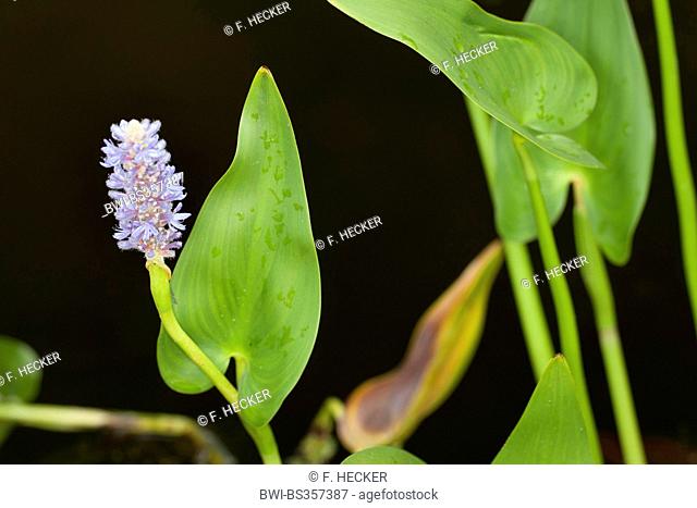 Pickerel Weed, Pickerelweed (Pontederia cordata), blooming
