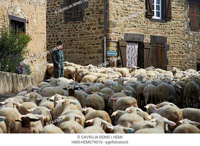 France, Haute Loire, Lavaudieu, labeled Les Plus Beaux Villages de France The Most Beautiful Villages of France, the flock of sheep