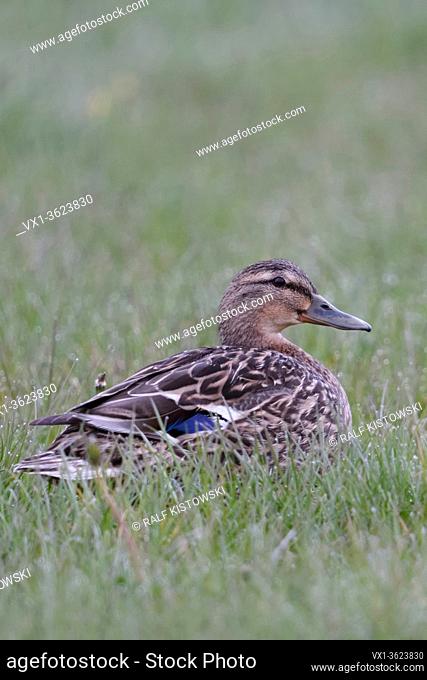 Mallard / Wild Duck ( Anas platyrhynchos ), adult female, sitting / resting on a dew wet grassland, in a meadow, wildlife, Europe.
