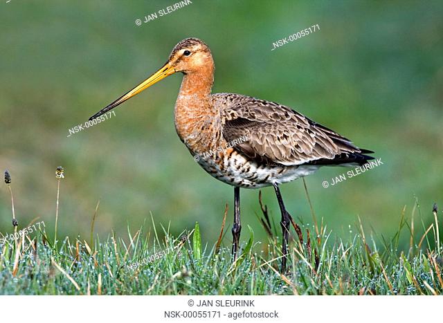 Black-tailed Godwit (Limosa limosa) standing on a meadow in the morning dew, The Netherlands, Friesland, Bantpolder