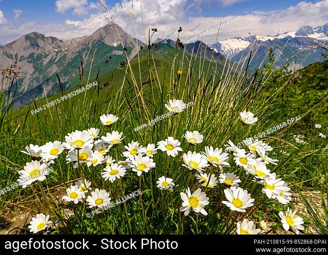 24 July 2021, Austria, Kals Am Großglockner: Flowers bloom on a mountain in the Hohe Tauern National Park. Photo: Patrick Pleul/dpa-Zentralbild/ZB