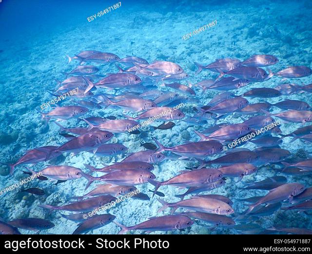 shoal of fish swimming together simulating a large animal to defend against predators