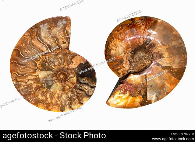 Nautilus shell fossil isolated on white background. Sliced fossil