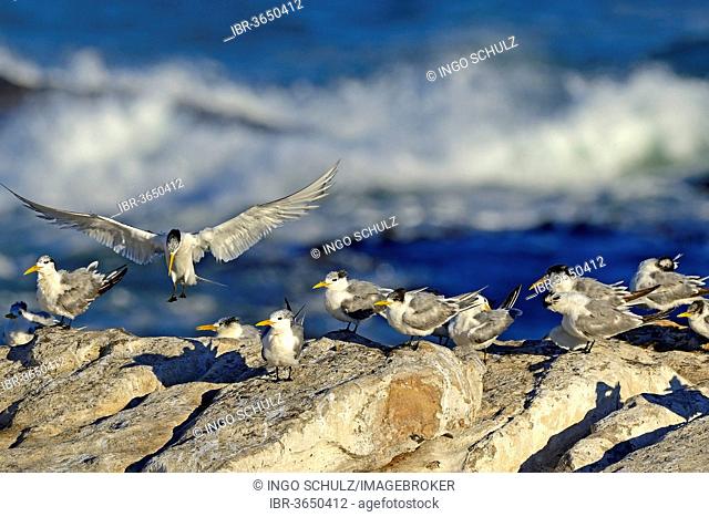 Greater Crested Terns or Swift Terns (Thalasseus bergii), Bird Island, Lambert's Bay, Western Cape, South Africa
