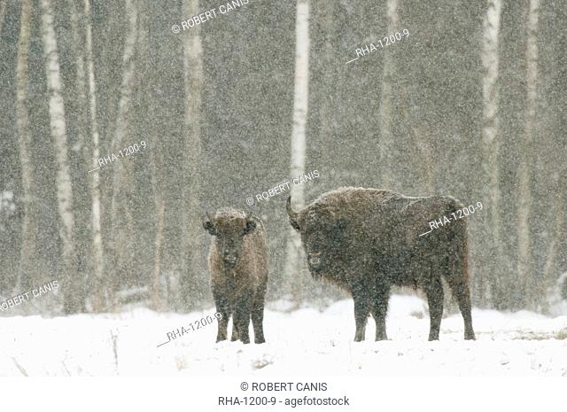 European bison (Bison bonasus) female with calf, standing on snow covered field in February, Bialowieza National Park, Podlaskie Voivodeship, Poland, Europe