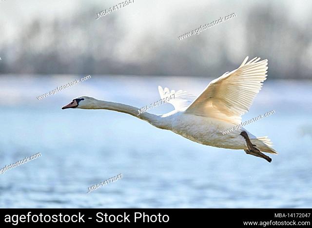 mute swan (cygnus olor), bavaria, germany