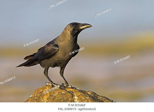House Crow Corvus splendens sitting on a stone
