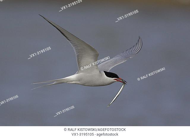Elegant Common Tern (Sterna hirundo) flies over nice colored water with a sandeel in its beak