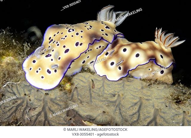 sea slug or nudibranch, Hypselodoris tryoni, Lembeh Strait, North Sulawesi, Indonesia, Pacific