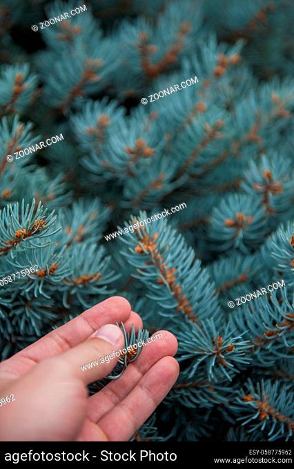 Male hand with fir tree branches
