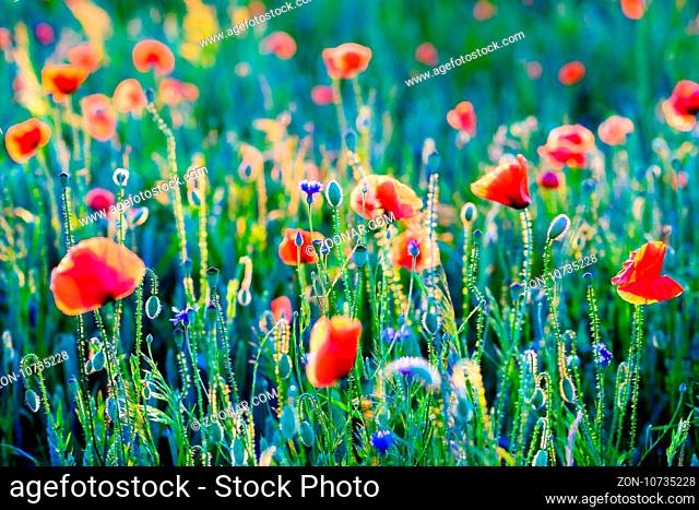 Vivid poppy field during sunset - fresh spring meadow