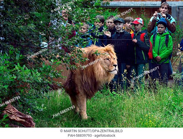 Children observe a Barbary lion in the Erfurt Zoopark in Erfurt, Germany, 01 June 2015. According to own information the zoo has a size of 63 hectare and is...