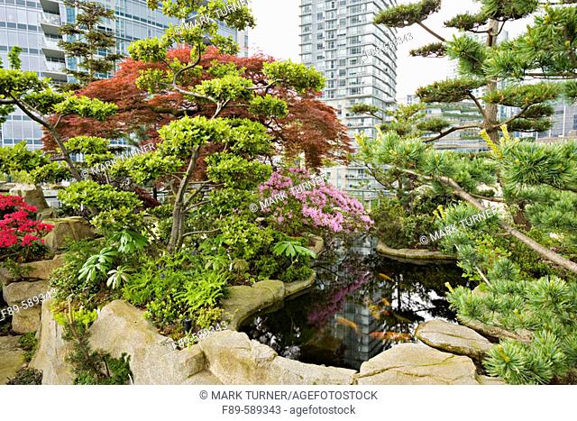 Dwarf trees & shrubs around koi pond in urban rooftop garden [Rhododendron cv.; Acer palmatum cv.; Pinus sp.]. Patterson, Vancouver, British Columbia