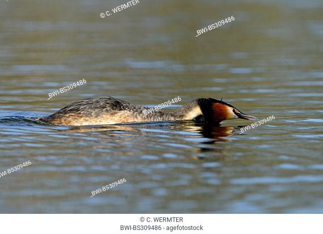 great crested grebe (Podiceps cristatus), in nuptial colouration showing a threatening posture, Germany, North Rhine-Westphalia, Ruhr Area