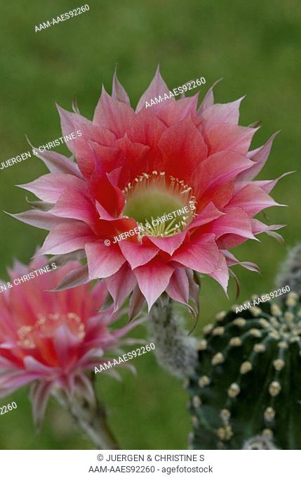 Easter Lily Cactus (Echinopsis) in Bloom