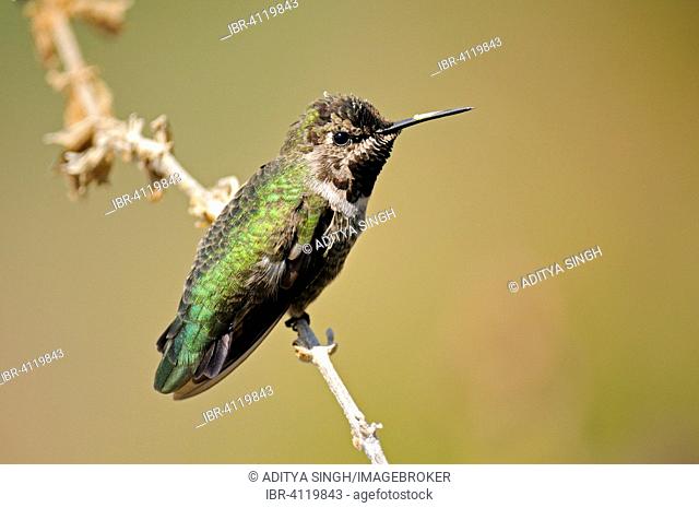 Anna's Hummingbird (Calypte anna), Southern California, California, USA