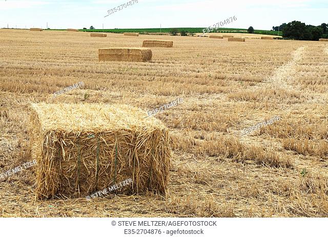 Bales of hay are gathered in the summer for cattle feed later in the year, France